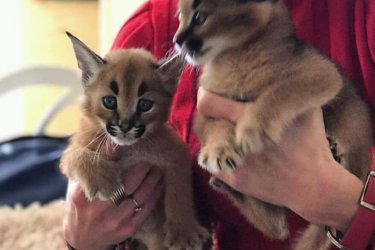 Serval és szavanna, caracal Regisztrált cica
