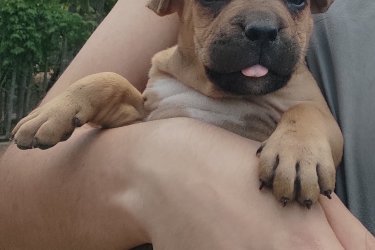 Eladó amerikai staffordshire terrier kiskutya 