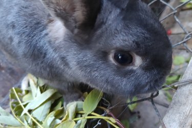 Színes törpenyúl bak 