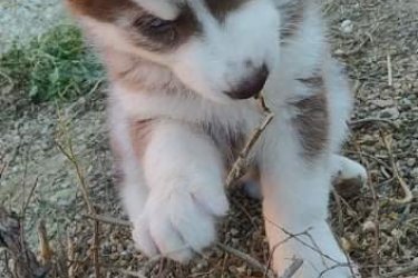 Szibériai husky kiskutyák eladóak, barna szürke színben
Kékszeműek
Apa/Anya helyszínen megtekinthető

06307979548