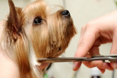 Kutyakozmetikus képzés 