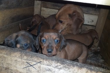 Szeretö gazdit keresnek 3 lány és 1 kisfiu tacskó kiskutyák,6hetesek
