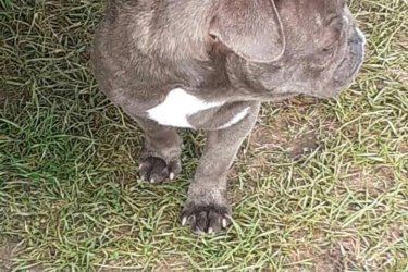 Francia bulldog