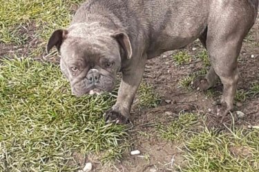 Eladó francia bulldog lány kutyusom, decemberben lesz 1 éves,kék szinü