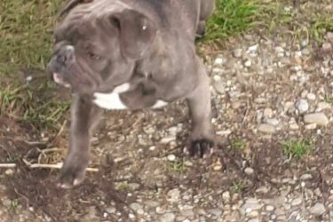 Eladó francia bulldog lány kutyusom, decemberben lesz 1 éves,kék szinü