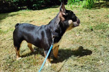 Francia Bulldog Minőségi 7.hónapos lilac and tan színhordozó kan 