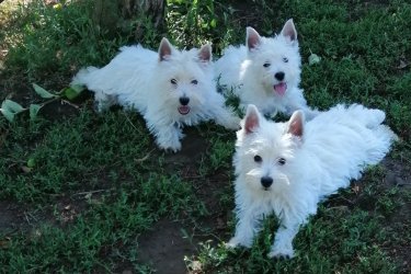 West highland white terrier kiskutyák eladók