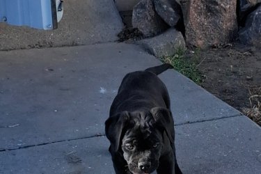 Cane Corso fiú és törzskönyves apukája