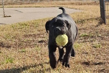 2025.10.03.i születésű Cane Corso fiú 2 oltással,parazita mentesítve,szeretne a pajtid lenni!Törzskönyves&#13;&#10; szülőktől származik.&#13;&#10;Apa ,anya a fotók közt látható!&#13;&#10;Érdeklődésedet,előre is köszönöm!Apa továbbra is fogag fedezést!Esetleg új családba költözne.