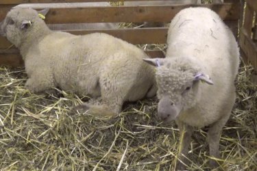 Fiatal, növendék kos Ménteleken eladó