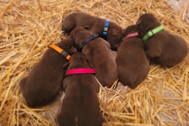 Labrador kölyök kutyák eladók 