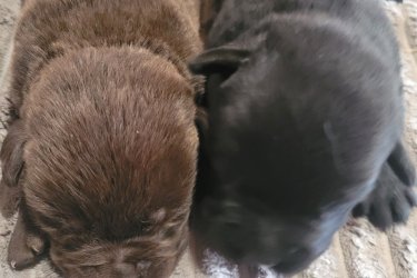 Labrador kölyök kutyusok eladók 