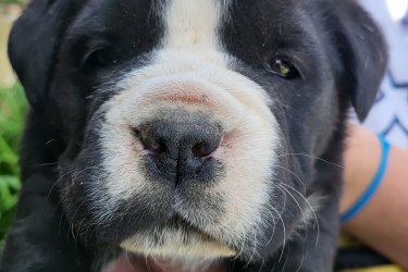 Cane Corso jellegű kiskutyák