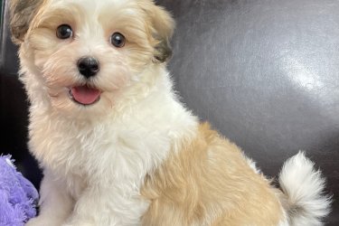 Nőstény Havanese Kiskutya
