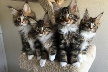  tiszta törzskönyves maine coon cica - XL - TICA reg.