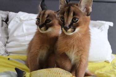 Caracal cicák eladók