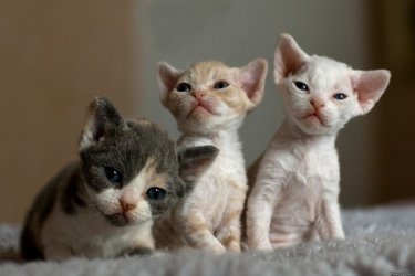 Devon Rex cicák eladók