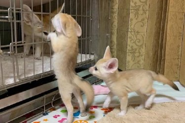 Elérhető Fennec Fox