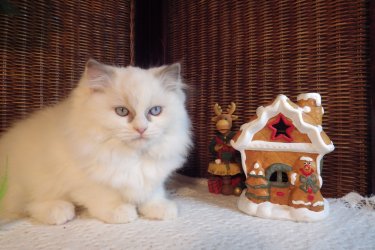 Ragdoll cica törzskönyves! Eladó vagy foglalható! 