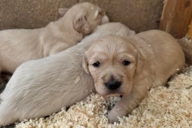 Golden Retriever kölykök