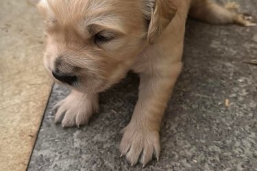 Golden Retriever kölykök,
a kicsik Családi környezetben, gyerekekhez szoktatva minőségi tápon nevelkednek. A szülők saját kutyusaink, törzskönyvesek. Egészséges vérvonalú, stabil idegrendszerű, nyugodt kutyusok.
 Akár Családok számára is szívből ajánlom Őket.
 A kezdő Gazdikat szívesen segítjük profivá válni!  :) 

További kérdéssel keressen bizalommal: 06306423989