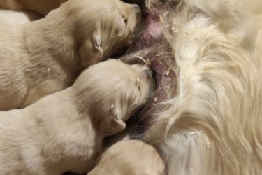 Golden Retriever kölykök,
a kicsik Családi környezetben, gyerekekhez szoktatva minőségi tápon nevelkednek. A szülők saját kutyusaink, törzskönyvesek. Egészséges vérvonalú, stabil idegrendszerű, nyugodt kutyusok.
 Akár Családok számára is szívből ajánlom Őket.
 A kezdő Gazdikat szívesen segítjük profivá válni!  :) 

További kérdéssel keressen bizalommal: 06306423989