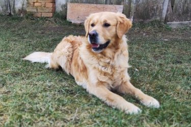 Golden Retriever kölykök,
a kicsik Családi környezetben, gyerekekhez szoktatva minőségi tápon nevelkednek. A szülők saját kutyusaink, törzskönyvesek. Egészséges vérvonalú, stabil idegrendszerű, nyugodt kutyusok.
 Akár Családok számára is szívből ajánlom Őket.
 A kezdő Gazdikat szívesen segítjük profivá válni!  :) 

További kérdéssel keressen bizalommal: 06306423989