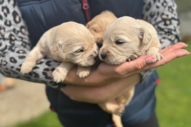 Golden Retriever kölykök,
a kicsik Családi környezetben, gyerekekhez szoktatva minőségi tápon nevelkednek. A szülők saját kutyusaink, törzskönyvesek. Egészséges vérvonalú, stabil idegrendszerű, nyugodt kutyusok.
 Akár Családok számára is szívből ajánlom Őket.
 A kezdő Gazdikat szívesen segítjük profivá válni!  :) 

További kérdéssel keressen bizalommal: 06306423989