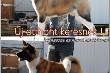 Amerikai Akiták