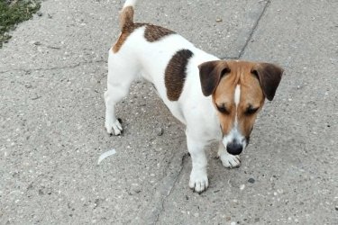 Jack Russel terrier kiskutyák