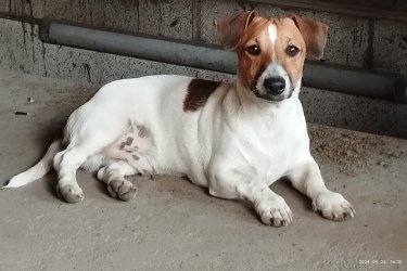 Jack Russel terrier kiskutyák eladó!
Oltva, rendszeresen féregtelenítve kerülnek új gazdihoz és oltási
könyvvel.
Szülők vannak a képen !

06202115757