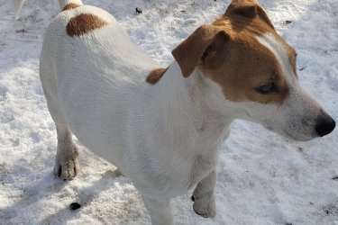 Jack Russel terrier kiskutyák eladó!
Oltva, rendszeresen féregtelenítve kerülnek új gazdihoz és oltási
könyvvel.
Szülők vannak a képen !

06202115757