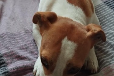 Jack Russel terrier kiskutyák eladó!
Oltva, rendszeresen féregtelenítve kerülnek új gazdihoz és oltási
könyvvel.
Szülők vannak a képen !

06202115757