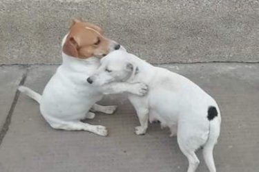 Jack Russel terrier kan kiskutya
