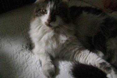 Maine coon cica