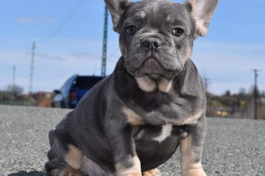 Francia bulldog kutyák eladók 
