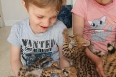 szavanna cica, caracal, serval kapható