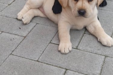 Azonnal vihető Labrador kiskutyák szerető gazdit keresnek