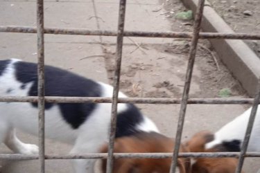 Beagle kiskutyàk