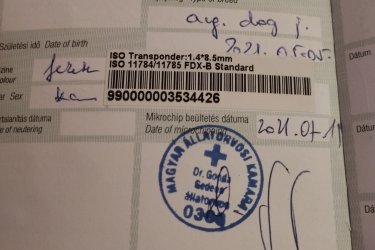 Eladó egy 2 éves kutyus családi okok miatt anya pitbull apja argentín dog kötelező oltásokat megkapta valamint chippel ellátva.
Játékos.Barátságos.Gyereket szerető jó idegzetű kutyus keresi gazdáját.