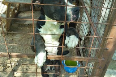 Eladó egy 2 éves kutyus családi okok miatt anya pitbull apja argentín dog kötelező oltásokat megkapta valamint chippel ellátva.
Játékos.Barátságos.Gyereket szerető jó idegzetű kutyus keresi gazdáját.