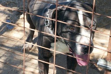 Eladó egy 2 éves kutyus családi okok miatt anya pitbull apja argentín dog kötelező oltásokat megkapta valamint chippel ellátva.
Játékos.Barátságos.Gyereket szerető jó idegzetű kutyus keresi gazdáját.