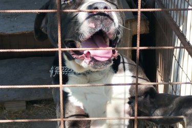 Eladó egy 2 éves kutyus családi okok miatt anya pitbull apja argentín dog kötelező oltásokat megkapta valamint chippel ellátva.
Játékos.Barátságos.Gyereket szerető jó idegzetű kutyus keresi gazdáját.