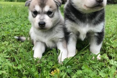 Husky kutyusok