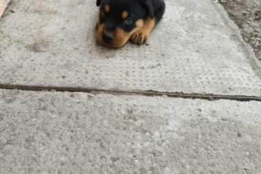 Rottweiler kölykök!