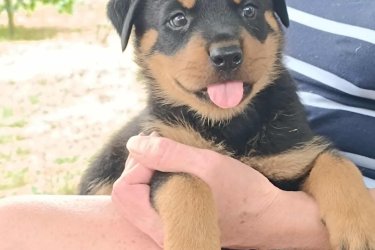 2025.július 12-től elvihetők oltott, féregtelenített rottweiler kölykök. 2 kislány és 1 kan. Nem farokvágott.