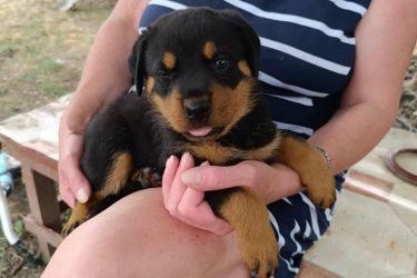 2025.július 12-től elvihetők oltott, féregtelenített rottweiler kölykök. 2 kislány és 1 kan. Nem farokvágott.