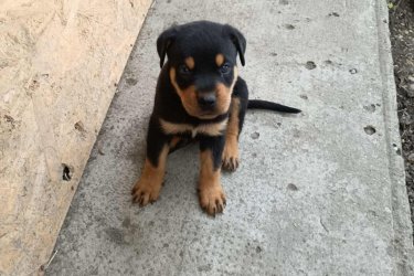 2025.július 12-től elvihetők oltott, féregtelenített rottweiler kölykök. 2 kislány és 1 kan. Nem farokvágott.
