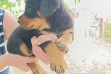 2025.július 12-től elvihetők oltott, féregtelenített rottweiler kölykök. 2 kislány és 1 kan. Nem farokvágott.