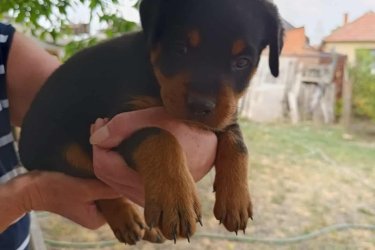 2025.július 12-től elvihetők oltott, féregtelenített rottweiler kölykök. 2 kislány és 1 kan. Nem farokvágott.